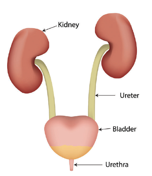 Urology & Continence Care Today