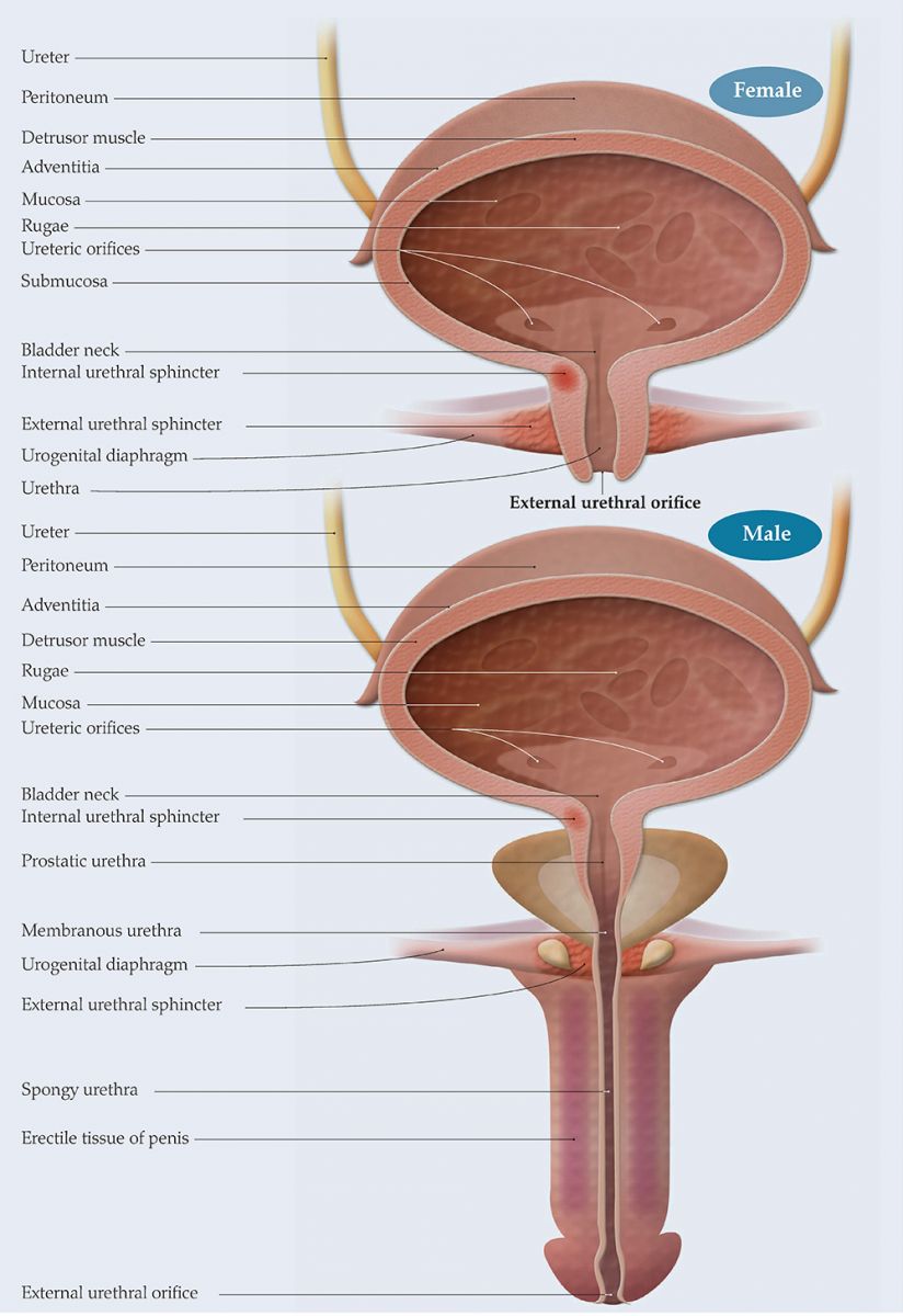 Urinary Tract