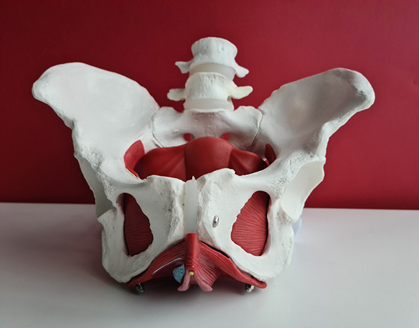 Interview: How does physiotherapy contribute to pelvic health?